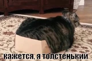 2KameTea; я толстенькиий кажется: я толстеньвии eKkakeTca, я TONCTEHDRUN