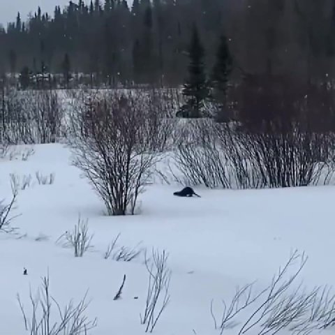 мем