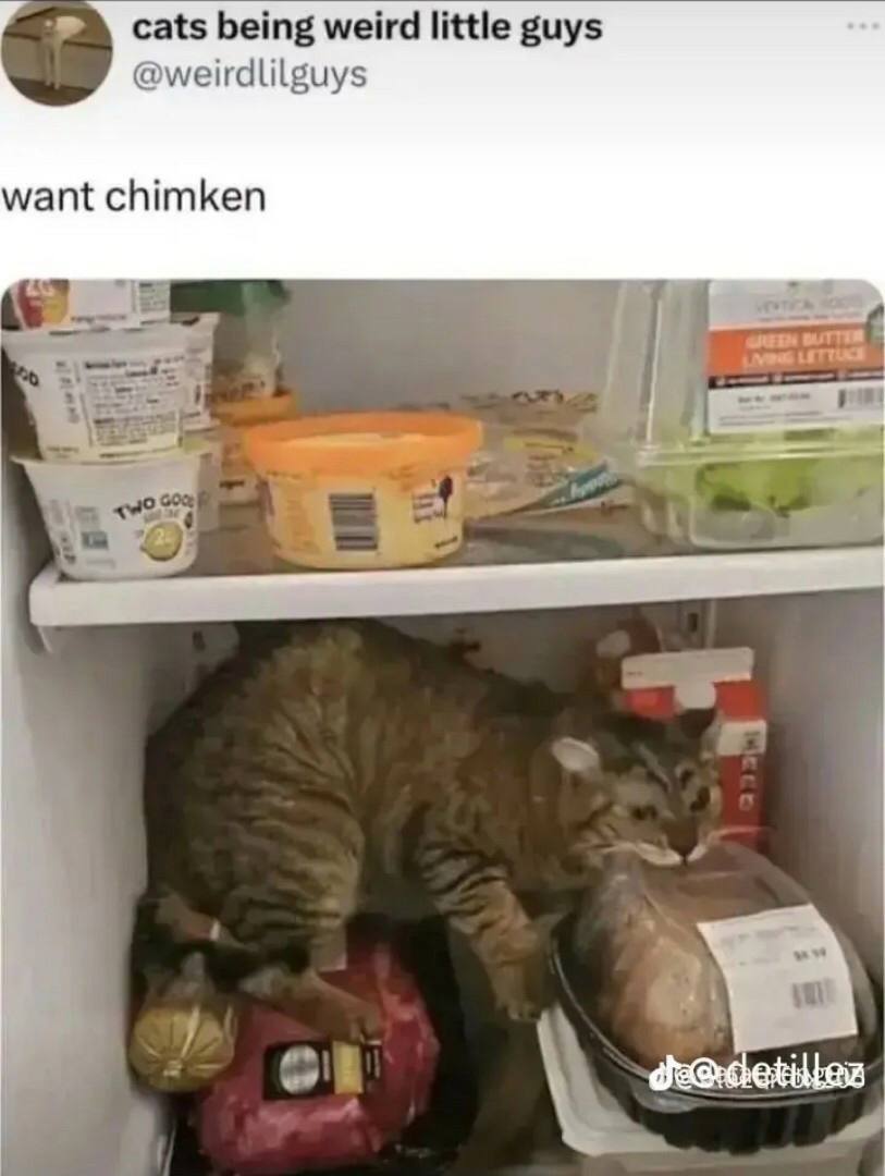 cats being weird little guys @weirdlilguys want chimken