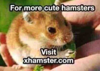 тогесще hamsters Visit xhamster.com