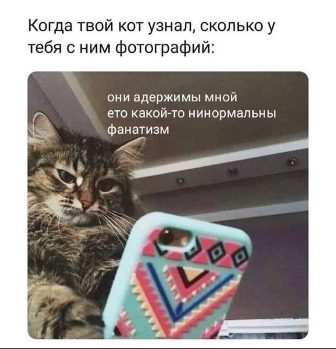 Когда твой кот узнал, сколько у тебя с ним фотографий: они адержимы мной ето какой-то нинормальны фанатизм
