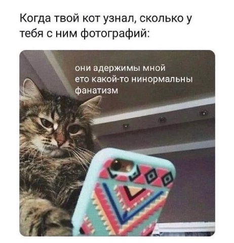 Когда твой кот узнал, сколько у тебя с ним фотографий: они адержимы мной ето какой-то нинормальны фанатизм