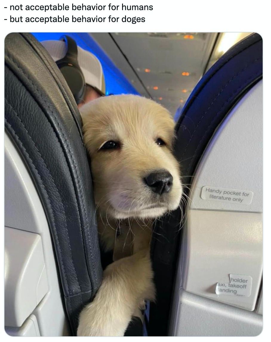 not acceptable behavior for humans but acceptable behavior for doges