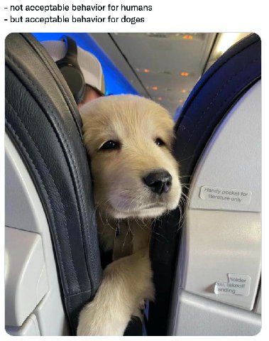 not acceptable behavior for humans but acceptable behavior for doges