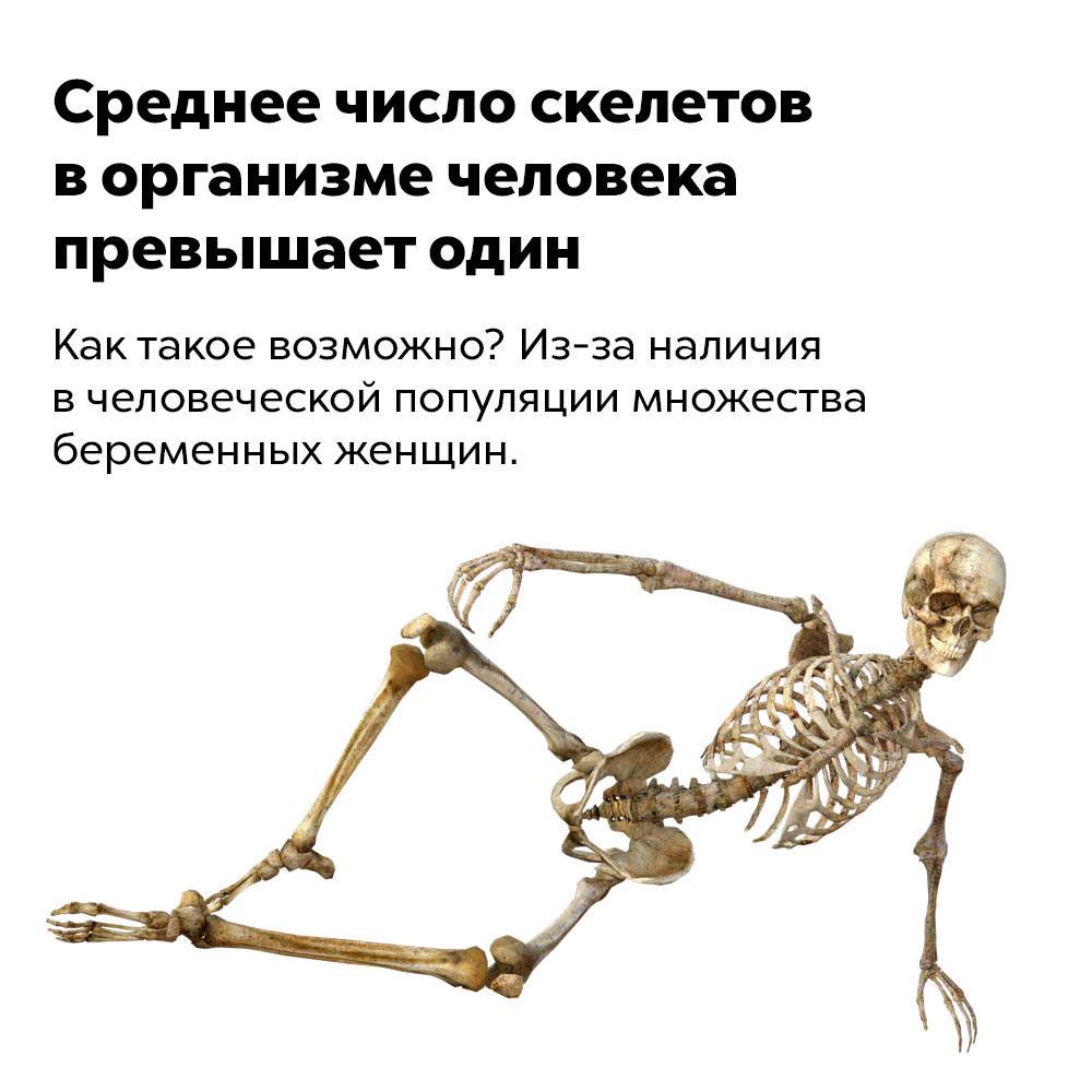 Среднее число скелетов в организме человека превышает один Как такое возможно? Из-за наличия в человеческой популяции множества беременных женщин.