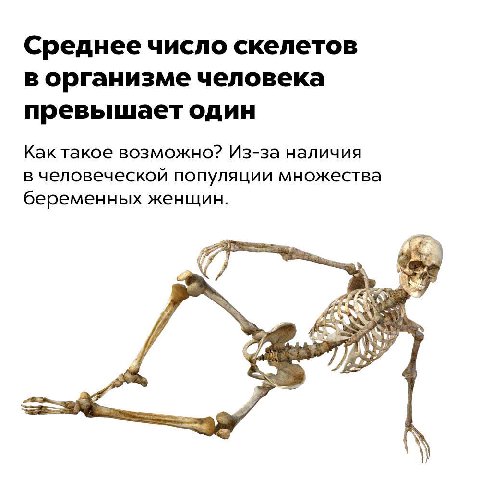 Среднее число скелетов в организме человека превышает один Как такое возможно? Из-за наличия в человеческой популяции множества беременных женщин.