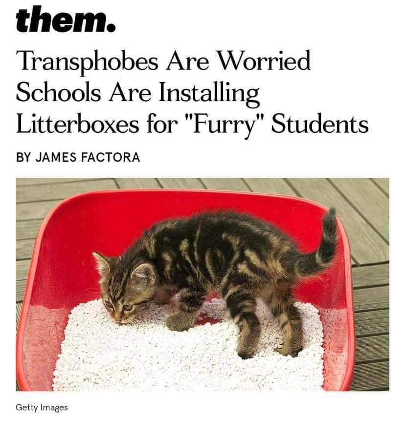 them. Transphobes Are Worried Schools Are Installing Litterboxes for "Furry" Students JAMES FACTORA Getty Images