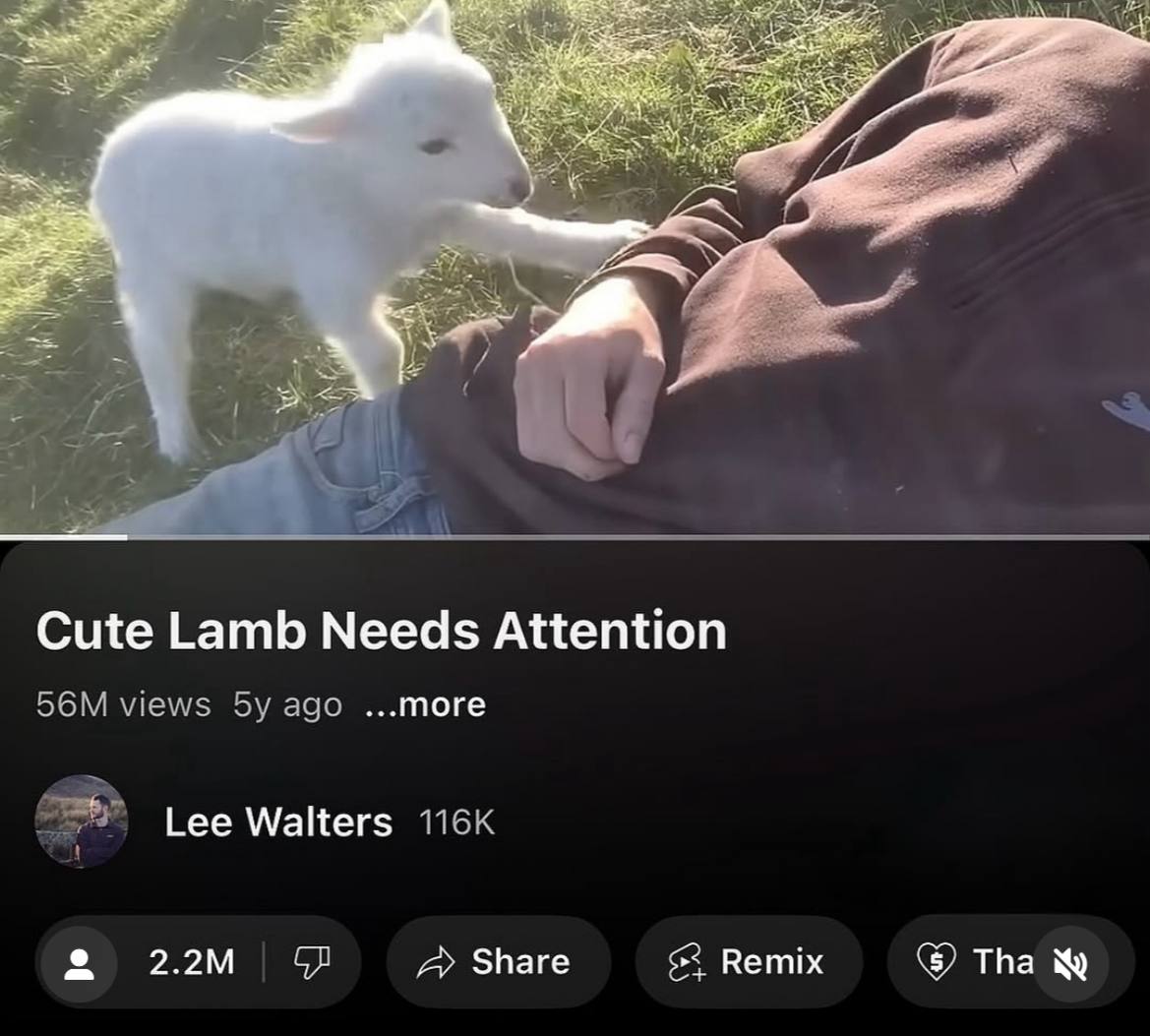 Cute Lamb Needs Attention Walters Share Remix Tha
