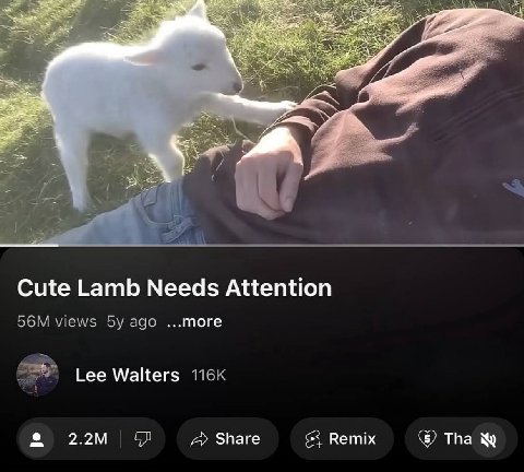 Cute Lamb Needs Attention Walters Share Remix Tha