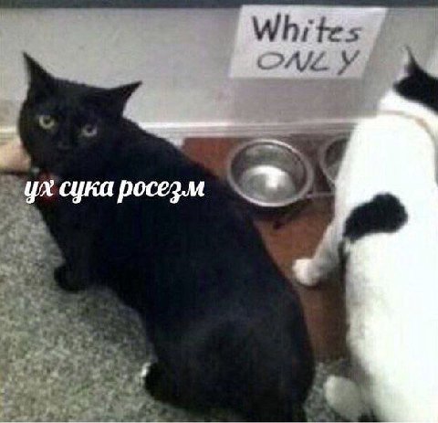 сука
