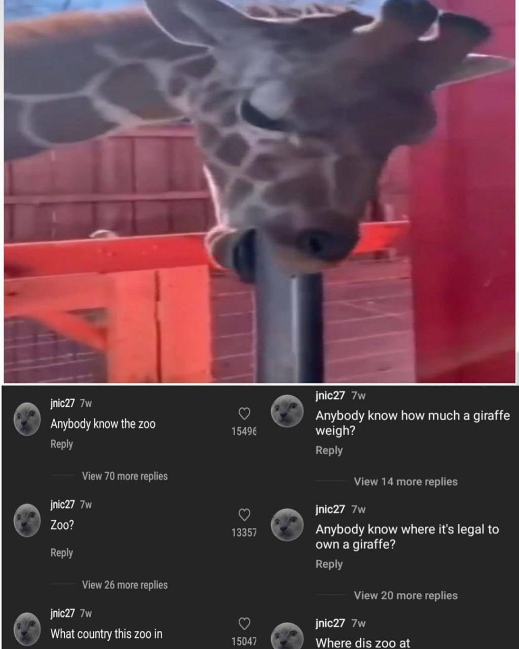 70 jnic27 Anybody know how much a giraffe Anybody know the zoo 15496 Reply Reply View 70 more replies View 14 more replies о jnic27 200? 13357 Anybody know where it's legal to own a giraffe? Reply Vie