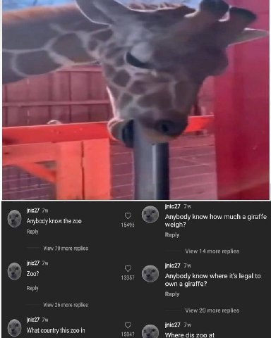 70 jnic27 Anybody know how much a giraffe Anybody know the zoo 15496 Reply Reply View 70 more replies View 14 more replies о jnic27 200? 13357 Anybody know where it's legal to own a giraffe? Reply Vie
