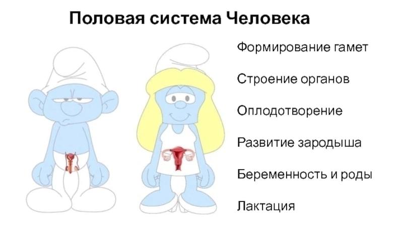Половая система Человека Формирование гамет Строение органов Оплодотворение Развитие зародыша Беременность и роды Лактация