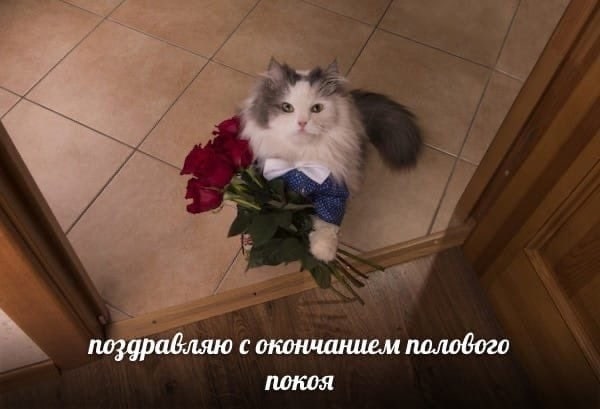 поздравляю с окончанием полового покоя