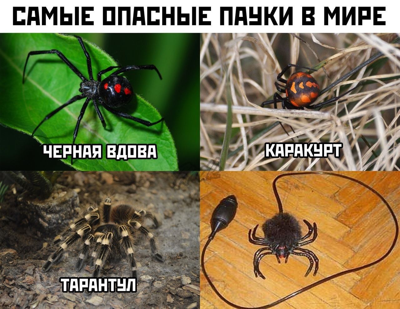 САМЫЕ ОПАСНЫЕ ПАУКИ В МИРЕ ЧЕРНАЯ ВДОВА КАРАКУРТЬ A 7 7 a ТАРАНТУЛ