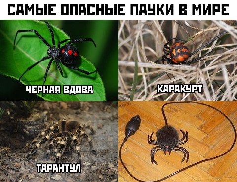 САМЫЕ ОПАСНЫЕ ПАУКИ В МИРЕ ЧЕРНАЯ ВДОВА КАРАКУРТЬ A 7 7 a ТАРАНТУЛ