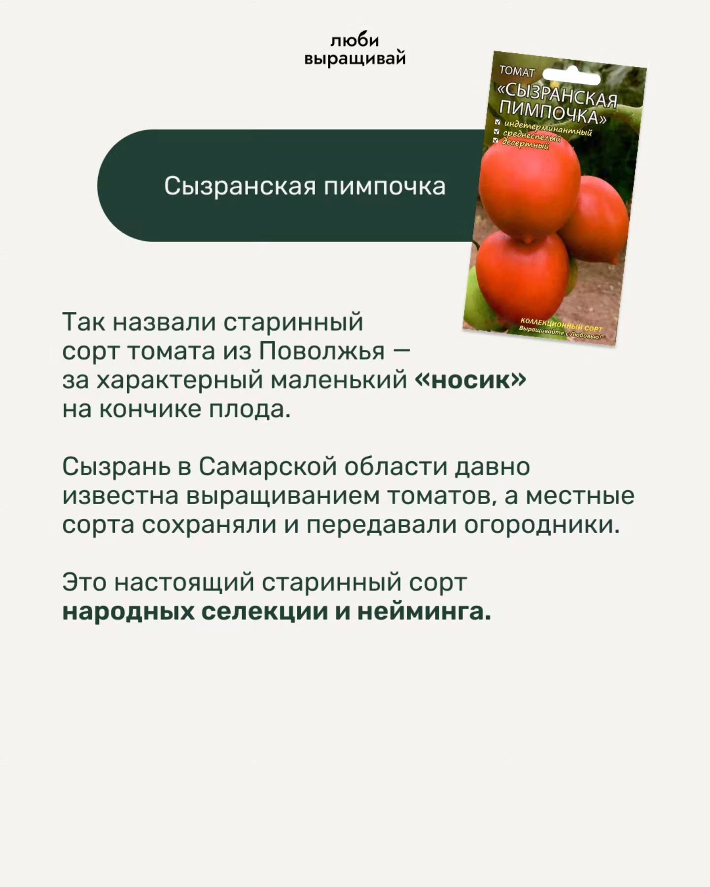 люби выращивай ТОМАТ МПО ЧКА» СКАЯ Сызранская пимпочка Так назвали старинный сорт томата из Поволжья за характерный маленький «носик» на кончике плода. Сызрань в Самарской области давно известна выращ