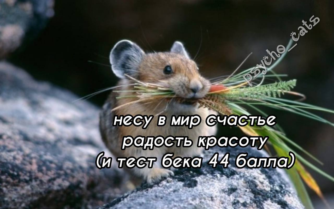 несу счастье радость красоту бека 44 ‘балпа) a