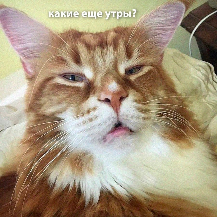 какие еще утры Я