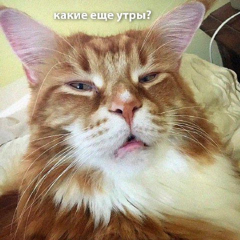 какие еще утры Я
