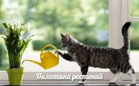 Политика ростений