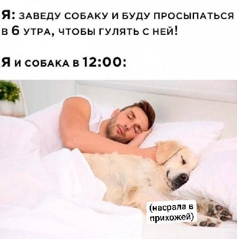 Я: ЗАВЕДУ СОБАКУ И БУДУ ПРОСЫПАТЬСЯ в б УТРА, ЧТОБЫ ГУЛЯТЬ С НЕЙ! Я в 12:00: (насрала в