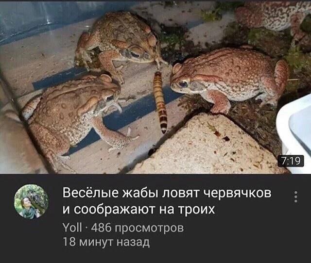 we Весёлые жабы ловят червячков и соображают на троих 486 просмотров 18 минут назад