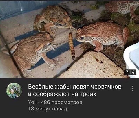 we Весёлые жабы ловят червячков и соображают на троих 486 просмотров 18 минут назад