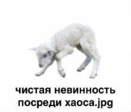 чистая невинность посреди xaoca.jpg