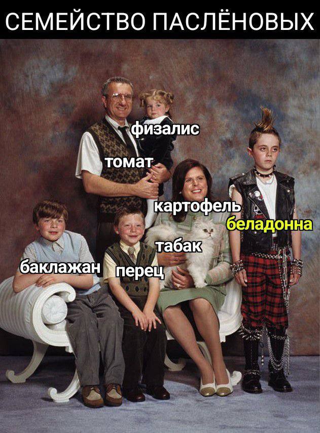 СЕМЕИСТВО ПАСЛЕНОВЫХ физалис томат. артофел Б бел адонна табак oN