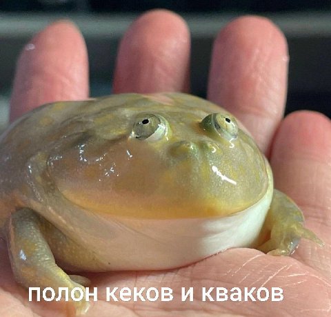 Наша легушька