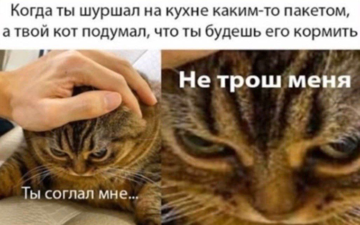 Когда ты шуршал на кухне каким-то пакетом, атвой кот подумал, что ты будешь его кормить He Tpow меня соглал мне...