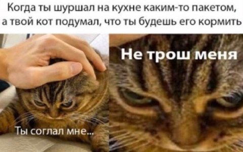 Когда ты шуршал на кухне каким-то пакетом, атвой кот подумал, что ты будешь его кормить He Tpow меня соглал мне...