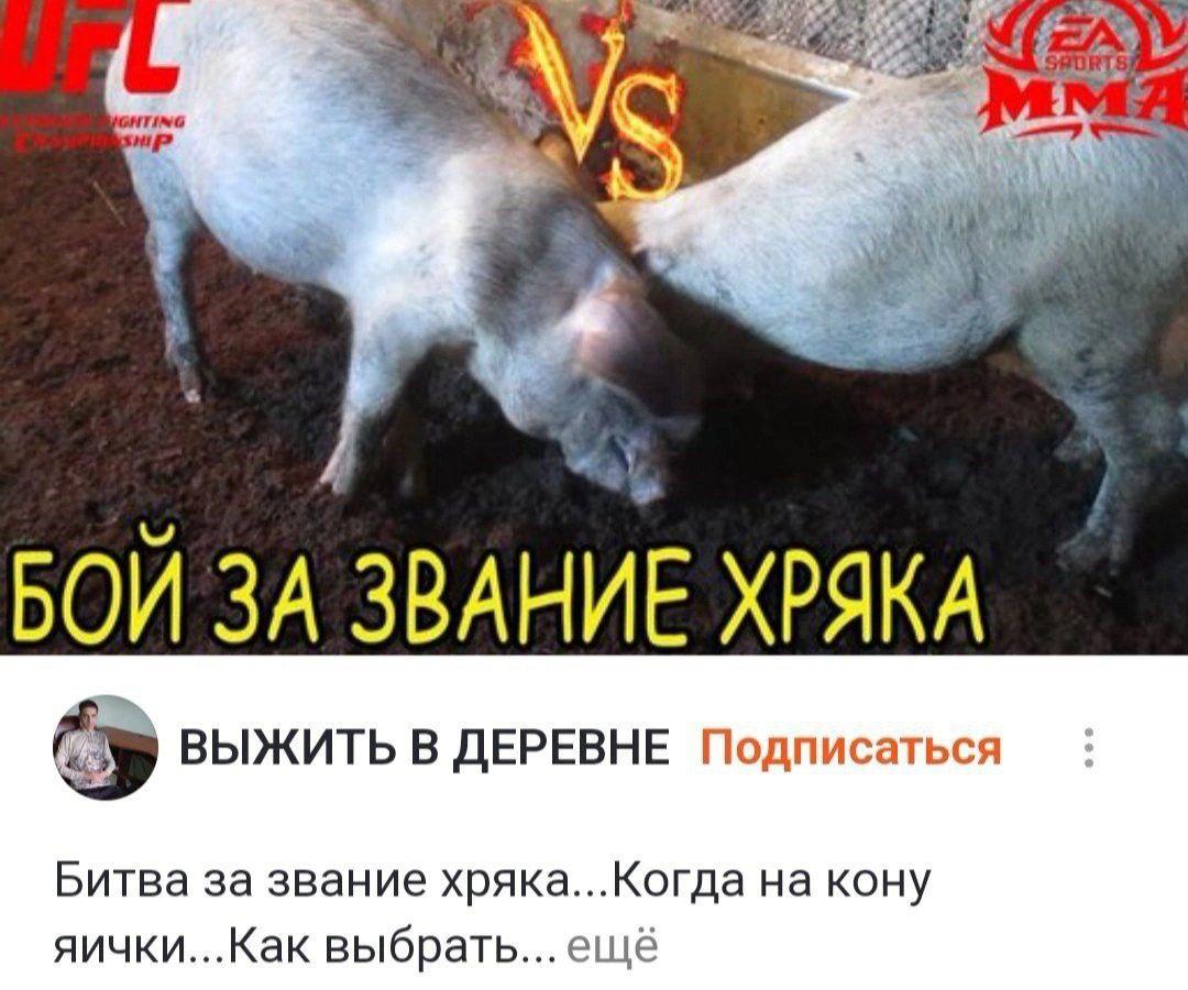 TING БОЙ ЗА ЗВАНИЕ ХРЯКА (У ВЫЖИТЬ В ДЕРЕВНЕ Подписаться Битва за звание хряка...Когда на кону яички...Как выбрать... ещё
