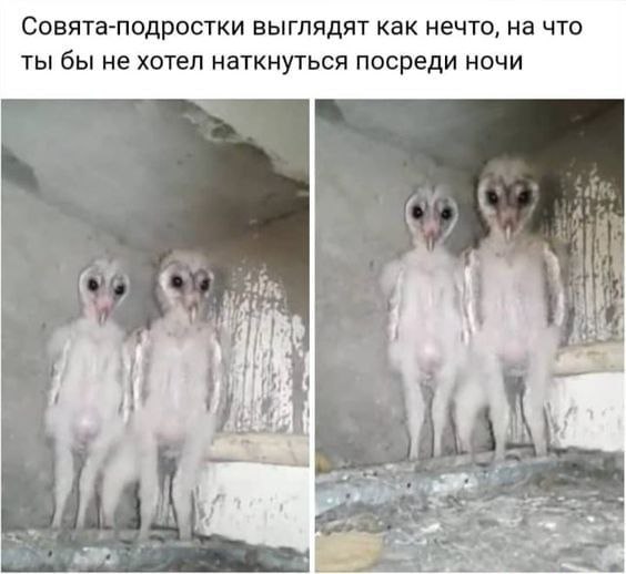 Совята-подростки выглядят как нечто, на что ты бы не хотел наткнуться посреди ночи i} 4