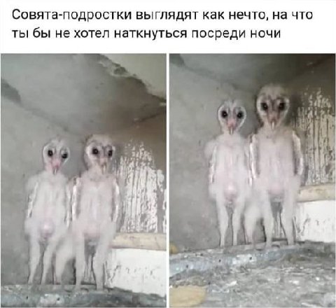 Совята-подростки выглядят как нечто, на что ты бы не хотел наткнуться посреди ночи i} 4