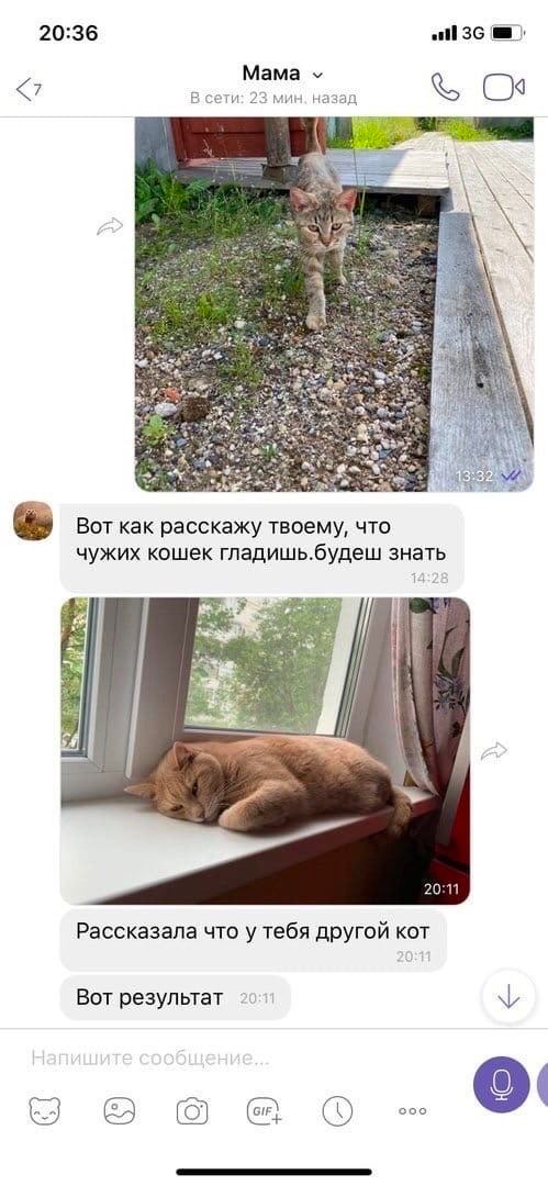 20:36 atl Mama <7 В сети; 23 мин. назад i Вот как расскажу твоему, что чужих кошек гладишь.будеш знать 7 20:11 Рассказала что у тебя другой кот Вот результат
