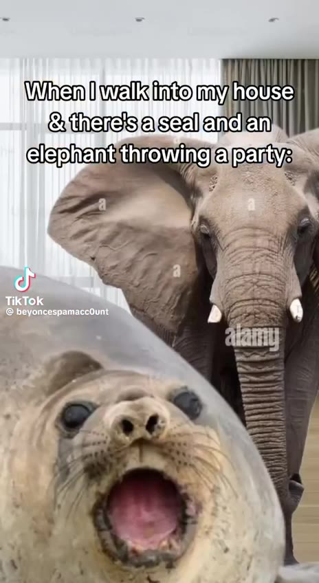 & there's aseal encden elephant throwingfalpanty,; Winan 0 walk tito my) house & thene:statsealfand) an.) Уха 0 wells блик) my house Wren wallet aay house elephantithrowing ‘трапу: