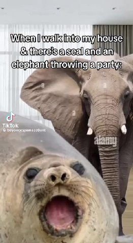 & there's aseal encden elephant throwingfalpanty,; Winan 0 walk tito my) house & thene:statsealfand) an.) Уха 0 wells блик) my house Wren wallet aay house elephantithrowing ‘трапу: