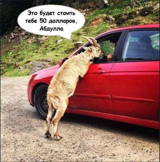 Это будет стоить тебе 50 долларов, Абдулла