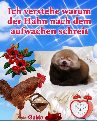 Ich yerstehe warum der, Hahn dem fwachen Schreit GuMo