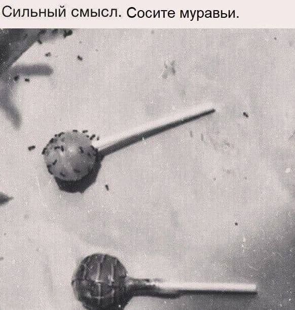Сильный смысл. Сосите муравьи.