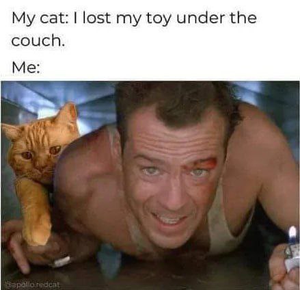 cat: lost my toy under the couch. Me
