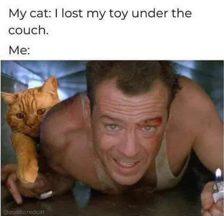 cat: lost my toy under the couch. Me