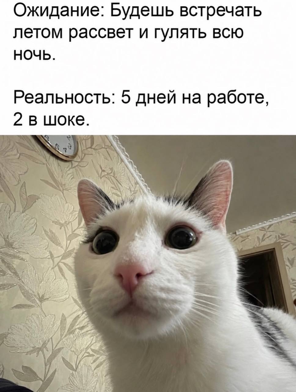 Ожидание: Будешь встречать летом рассвет и гулять всю НОЧЬ. Реальность: 5 дней на работе, 2в шоке, у