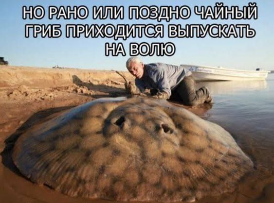 НО РАНО ИЛИ ПОЗДНО ЧАЙНЫЙ. ГРИБ