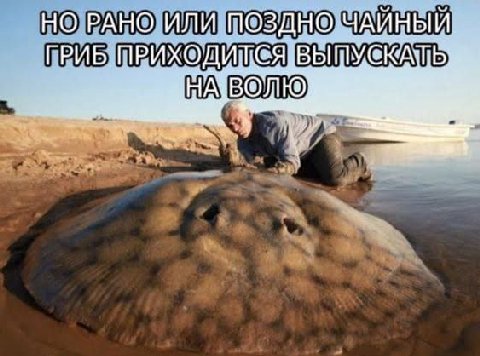 НО РАНО ИЛИ ПОЗДНО ЧАЙНЫЙ. ГРИБ