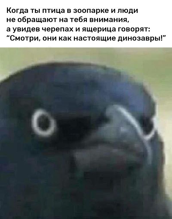 Когда ты птица в зоопарке и люди не обращают на тебя внимания, а увидев черепах и ящерица говорят: "Смотри, они как настоящие динозавры