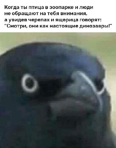 Когда ты птица в зоопарке и люди не обращают на тебя внимания, а увидев черепах и ящерица говорят: "Смотри, они как настоящие динозавры