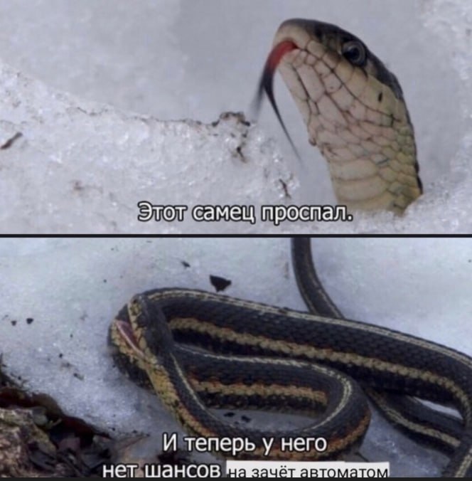 и у Этот самец проспал. И теперь у него нет шансов